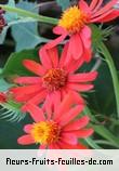 Fleurs de pseudogynoxys chenopodioides
