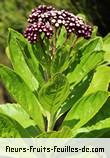 Fleurs-Fruits-Feuilles de psiadia boivinii