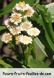 Fleurs de psiadia retusa
