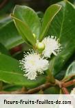 Fleurs de psidium cattleyanum