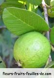 Fleurs de psidium guajava