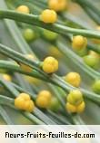 Fleurs-Fruits-Feuilles de psilotum nudum