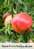 Fruit de punica granatum