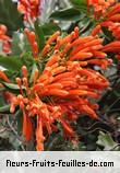 Fleurs-Fruits-Feuilles de pyrostegia venusta