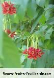 Fleurs-Fruits-Feuilles de quisqualis indica