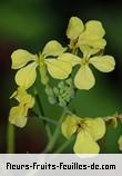 Fleurs-Fruits-Feuilles de raphanus raphanistrum
