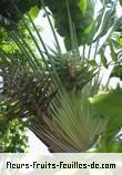 Feuilles de ravenala madagascariensis