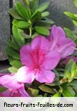Fleurs-Fruits-Feuilles de rhododendron species