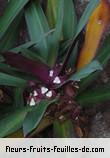 Feuilles de rhoeo spathacea