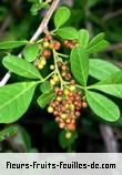 Fruit de rhus longipes