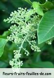 Fleurs de rhus longipes