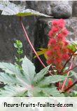 Fleurs-Fruits-Feuilles de ricinus communis