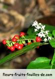 Fleurs de rivina humilis