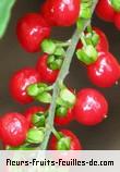 Fruit de rivina humilis