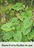 Feuilles de rubus alceifolius