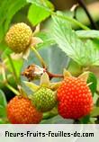 Fleurs-Fruits-Feuilles de rubus rosifolius