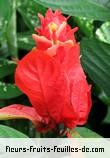 Fleurs-Fruits-Feuilles de ruellia chartacea