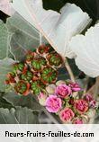 Fleurs-Fruits-Feuilles de ruizia cordata