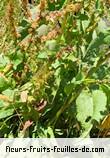 Feuilles de rumex angiocarpus
