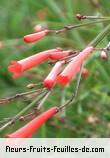 Famille des scrophulariaceae