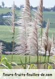 Fleurs de saccharum officinarum