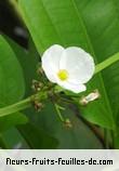 Famille des alismataceae