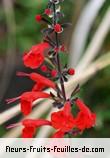 Fleurs-Fruits-Feuilles de salvia coccinea