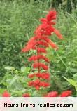 Fleurs-Fruits-Feuilles de salvia species