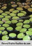 Feuilles de salvinia molesta