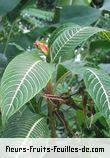 Feuilles de sanchezia nobilis