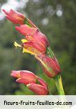 Fleurs de sanchezia nobilis