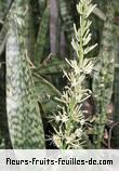 Fleurs-Fruits-Feuilles de sansevieria species