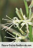 Fleurs de sansevieria species