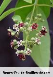 Fleurs-Fruits-Feuilles de santalum album