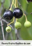 fruits de santalum album