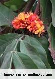 Fleurs-Fruits-Feuilles de saraca indica