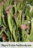 Feuilles de sarracenia species
