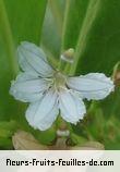 Fleurs de scaevola sericea