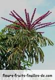 Fleurs-Fruits-Feuilles de schefflera actinophylla