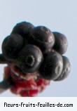 Fruit de schefflera actinophylla