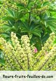 Fleurs de schefflera arboricola