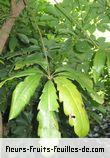Feuilles de schefflera digitata