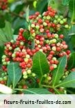 Fruit de schinus terebinthifolius