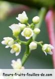 Fleurs de schinus terebinthifolius