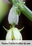 Fleurs de sechium edule