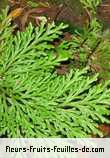 Feuilles de selaginella species