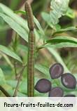 fruits de senna occidentalis
