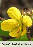 Fleurs de senna occidentalis
