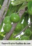 Fleurs-Fruits-Feuilles de sideroxylon majus