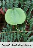 Fleurs-Fruits-Feuilles de smilax anceps